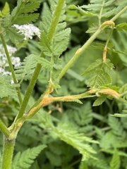 Puccinia chaerophylli