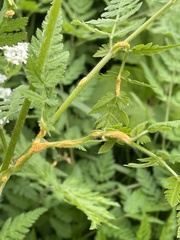 Puccinia chaerophylli