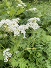 Puccinia chaerophylli