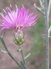 Centaurea odessana