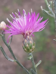 Centaurea odessana