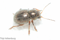 Colaspidea