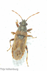 Heterogaster artemisiae