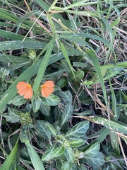 Crossandra fruticulosa