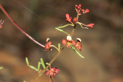 Cleome violacea