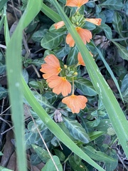 Crossandra fruticulosa