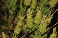 Lavandula viridis
