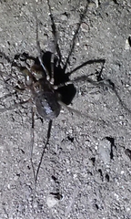 Protolophus singularis