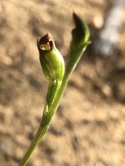 Pterostylis parviflora