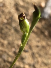 Pterostylis parviflora