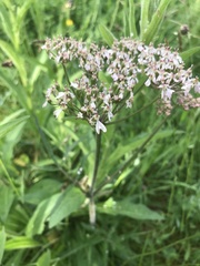 Pimpinella cretica