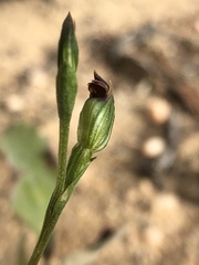 Pterostylis parviflora