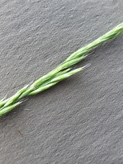 Festuca heterophylla