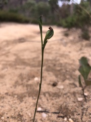 Pterostylis parviflora