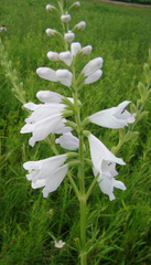 Physostegia angustifolia
