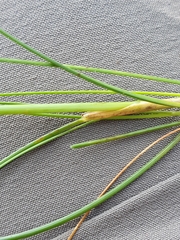 Festuca heterophylla