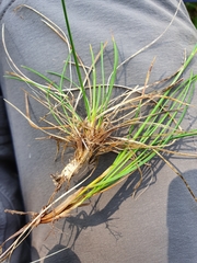 Festuca heterophylla