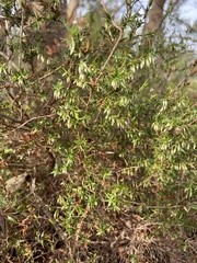 Styphelia conostephioides