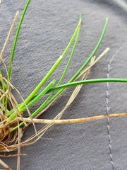 Festuca heterophylla