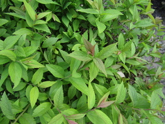 Spiraea × bumalda