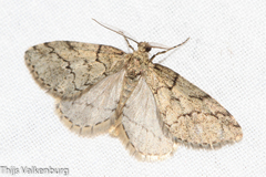 Tephronia lhommaria