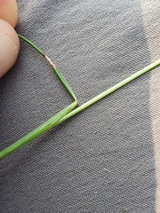 Festuca heterophylla