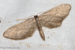 Idaea longaria