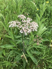 Pimpinella cretica