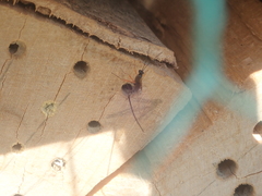 Dolichomitus imperator