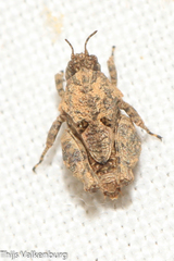 Tetrix nodulosa