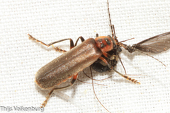 Cantharis paulinoi