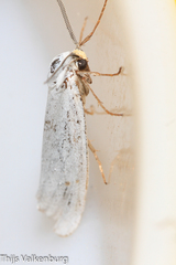 Coscinia chrysocephala