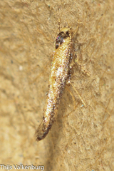 Coccidiphila danilevskyi