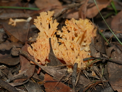 Ramaria capitata