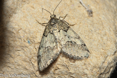 Tephronia lhommaria