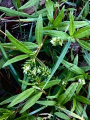 Persicaria prostrata