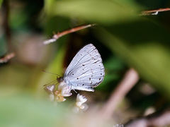 Udara camenae