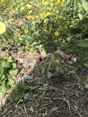Rehmannia glutinosa