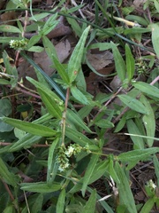 Persicaria prostrata