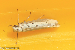 Ethmia terminella