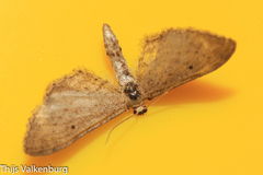 Idaea longaria