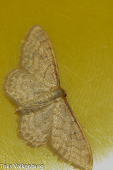 Idaea bigladiata