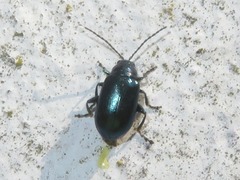 Altica lythri