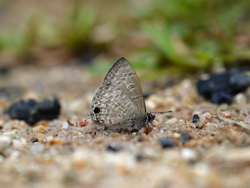 Prosotas nelides