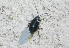 Altica lythri