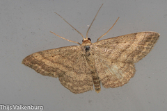 Scopula turbidaria