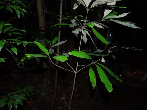 Actinodaphne malaccensis · iNaturalist