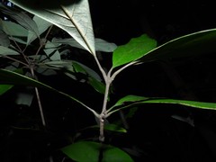 Actinodaphne