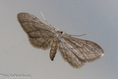 Idaea longaria