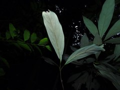 Actinodaphne